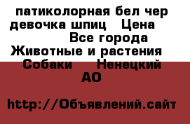 патиколорная бел/чер девочка шпиц › Цена ­ 15 000 - Все города Животные и растения » Собаки   . Ненецкий АО